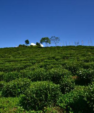 Peshok Tea Garden